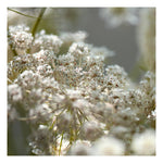 Queen Anne #2 -  Fine Art Photograph