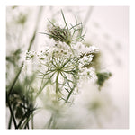 Queen Anne #3 -  Fine Art Photograph