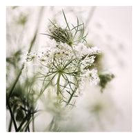 Queen Anne #3 -  Fine Art Photograph