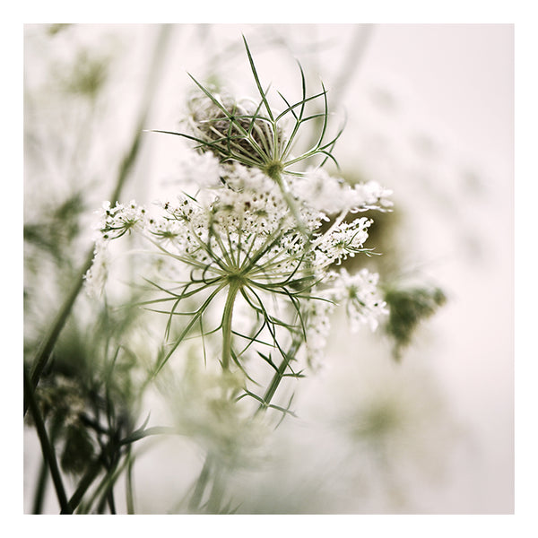 Queen Anne #3 -  Fine Art Photograph