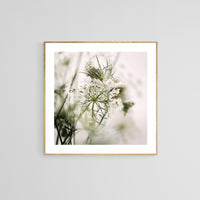 Queen Anne #3 -  Fine Art Photograph