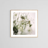 Queen Anne #3 -  Fine Art Photograph