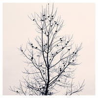 Sapling - Fine Art Photograph