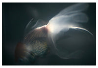 Light and Shadow #8 - Fine Art Photograph