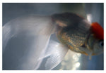 Fin #3 - Fine Art Photograph