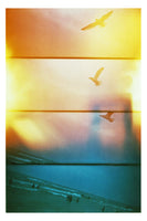 Birds Fly - Friday Outlet