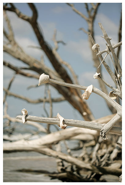Seashells and Driftwood - Fine Art Photograph