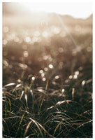 September Beachgrass - Fine Art Photograph - CM
