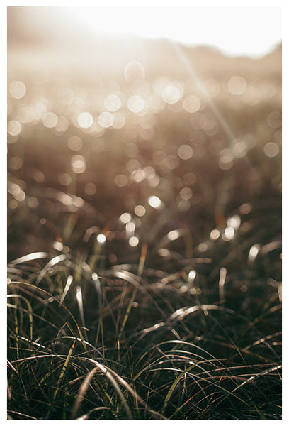 September Beachgrass - Fine Art Photograph