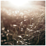 September Beachgrass #2 - Fine Art Photograph