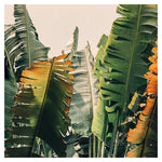 Shades of Summer -  Fine Art Photograph