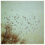 Restless Revisited - Fine Art Photograph
