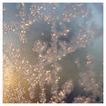 Lucent - Fine Art Photograph