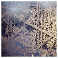 Frost - Fine Art Photograph