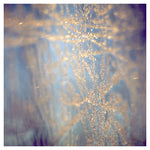 Delicate - Fine Art Photograph