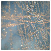 Illuminate - Fine Art Photograph