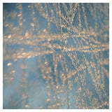 Illuminate - Fine Art Photograph