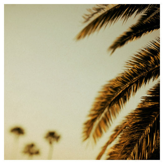 The Palms #1 - Fine Art Photograph
