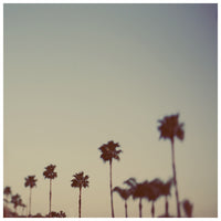 Fine art palm tree photograph by Alicia Bock.