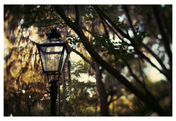 Savannah #4 - Fine Art Photograph