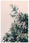 Southern Belle #1 - Fine Art Photograph