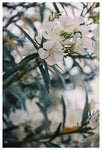 Southern Belle #2 - Fine Art Photograph