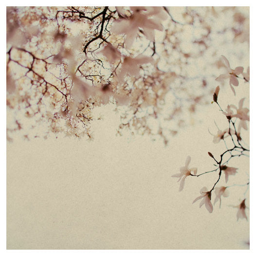 Butterflies - Fine Art Photograph