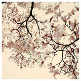 Sugar & Spice - Fine Art Photograph