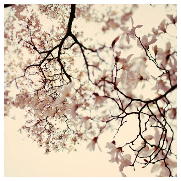 Sugar & Spice - Fine Art Photograph