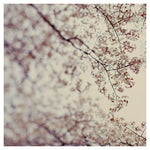 Resplendant - Fine Art Photograph