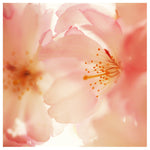 Hopeful -  Fine Art Photograph