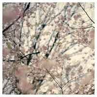 Blushing -  Fine Art Photograph