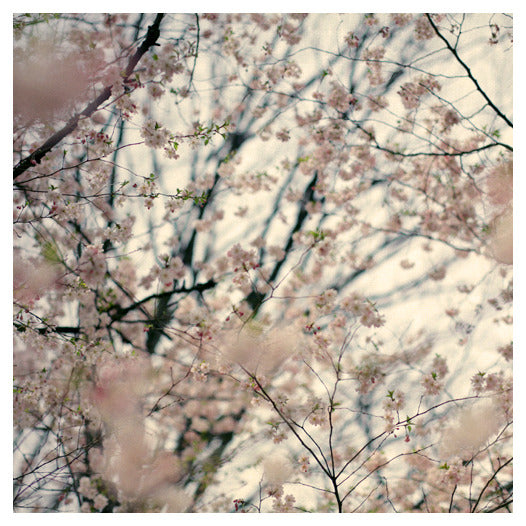 Blushing -  Fine Art Photograph