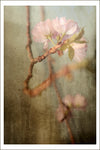 Becoming Spring - Fine Art Photograph