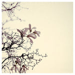 Hello May - Fine Art Photograph