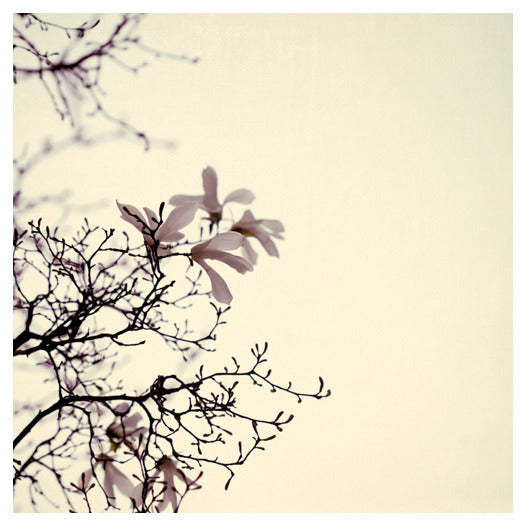 Hello May - Fine Art Photograph