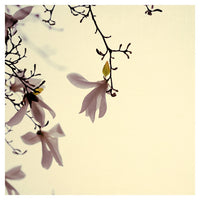 Pastel - Fine Art Photograph