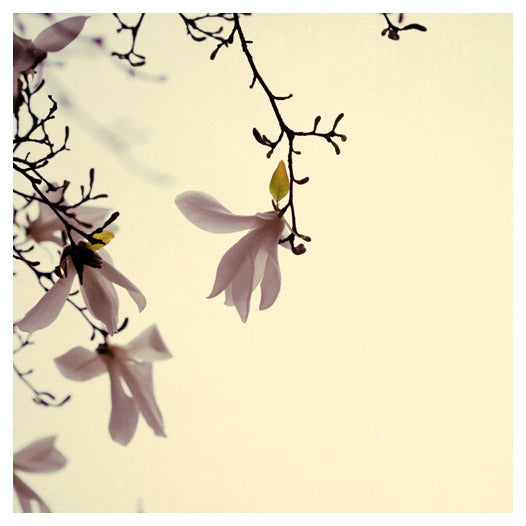 Pastel - Fine Art Photograph