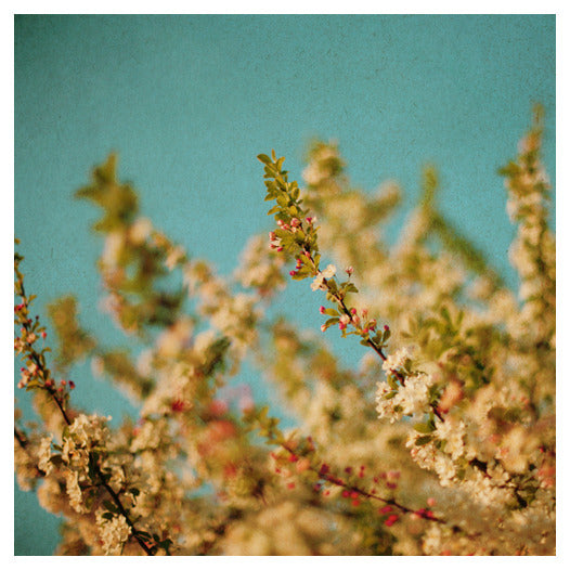 Darling Buds of May - Fine Art Photograph
