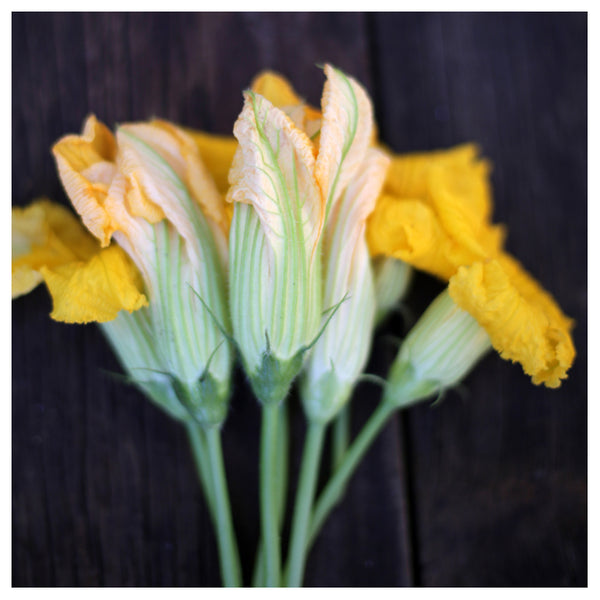 Squash Blossom #2 - Fine Art Photograph