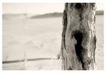 Ghost Forest #2 - Fine Art Photograph