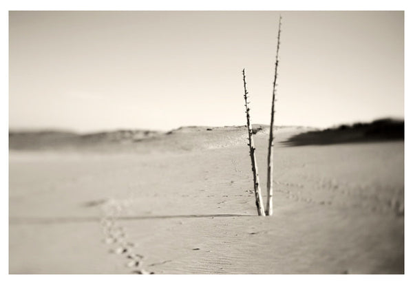 Ghost Forest #3 - Fine Art Photograph