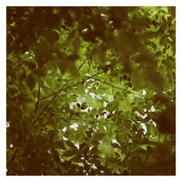 Envy - Fine Art Photograph