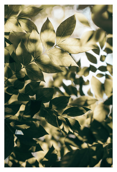 Summer's Last Green #2 - Fine Art Photograph