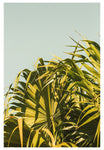 Thatch Palm #1 - Fine Art Photograph