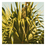 Thatch Palm #2 - Fine Art Photograph