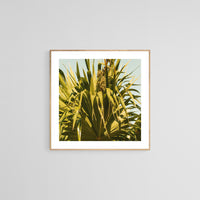 Thatch Palm #2 - Fine Art Photograph