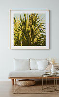 Thatch Palm #2 - Fine Art Photograph