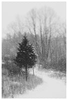 Black And White Fine Art Photograph - The Winter Path