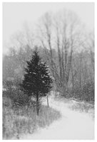 The Winter Path - Fine Art Photograph